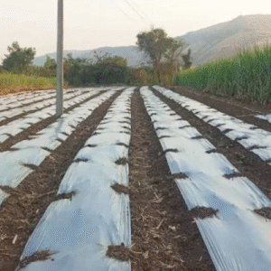 SILVER/BLACK MULCH FILM- 1MX400M