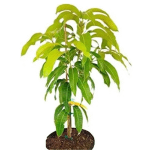 Heaven Of Saplings Mango Plant