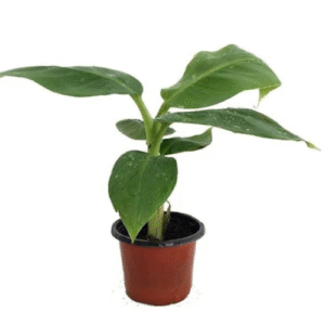 Tissue Culture Banana Kela Plant