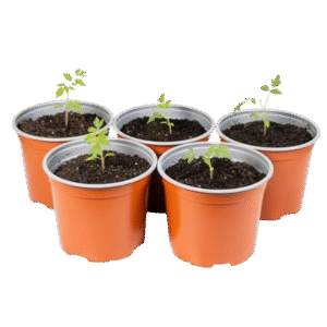 Babique Premium Organic Earth Magic Potting Soil Mix